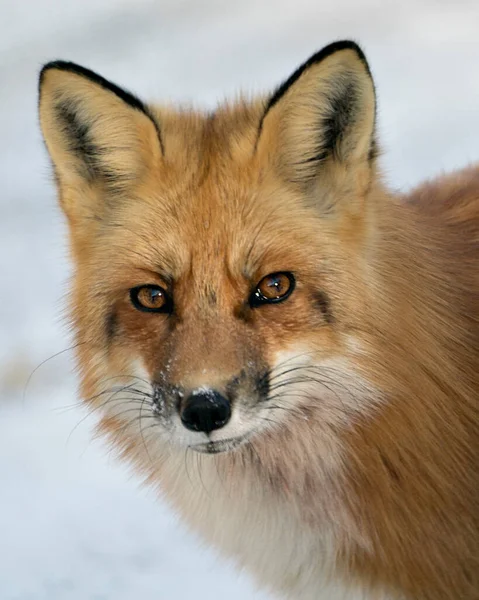 環境や生息地の冬の季節に背景がぼやけているカメラを見て 赤いキツネの頭がクローズアッププロファイルビューを撮影しました フォックス画像 写真だ 肖像画 — ストック写真