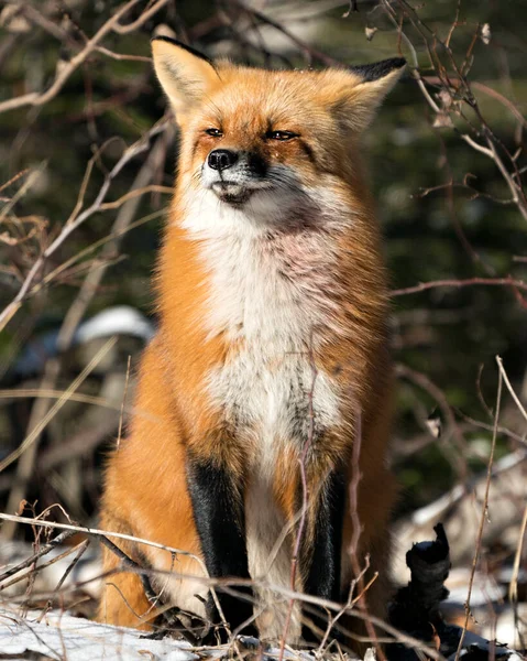 Renard Roux Assis Regardant Caméra Pendant Saison Hivernale Dans Son — Photo