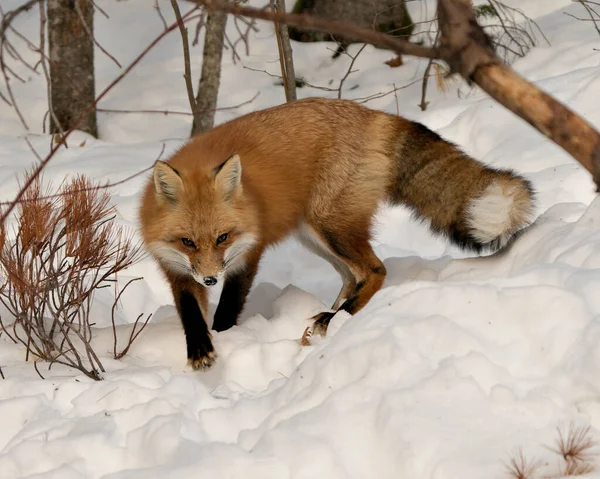 Vue Rapprochée Renard Roux Hiver Dans Son Environnement Son Habitat — Photo