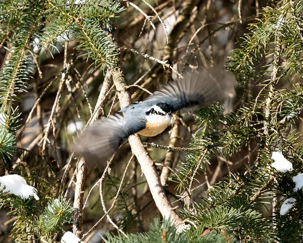 Nuthatch Close Profile View Flying Fir Tree Its Environment Habitat — 图库照片