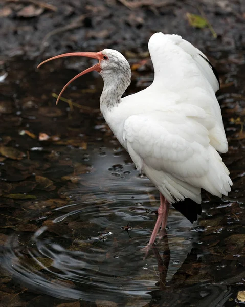 Weißer Ibis Aus Nächster Nähe Wasser Schreiend Oder Singend Mit — Stockfoto