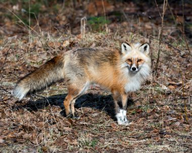 İlkbahar mevsiminde çevresindeki ve habitatındaki kırmızı eşsiz tilki profili beyaz iz patilerini, eşsiz yüzünü, kürkünü, çalılık kuyruğunu gösteriyor. Görüntü. Portre. Fox Image 'da. Fotoğraf. Eşsiz Tilki.
