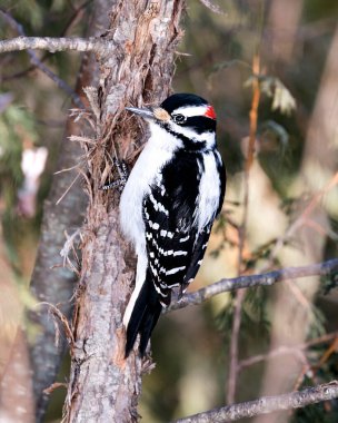 Ağaçkakanın yakın plan profil görüntüsü ağaç gövdesine tırmanıyor ve çevresindeki tüyleri ve arka plandaki bulanık sedir dallarıyla ormandaki yaşam alanını gösteriyor. Görüntü. Görüntü. Portre. 
