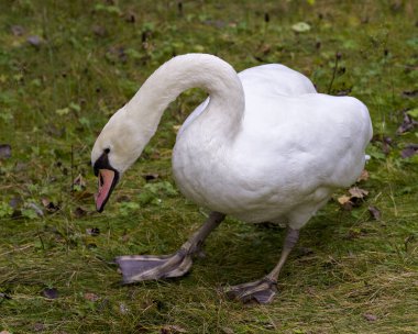 Çimlerin üzerinde duran dilsiz kuş çevresindeki ve çevresindeki güzel beyaz tüylerini sergiliyordu. Görüntü. Portre. Dilsiz Kuğu.