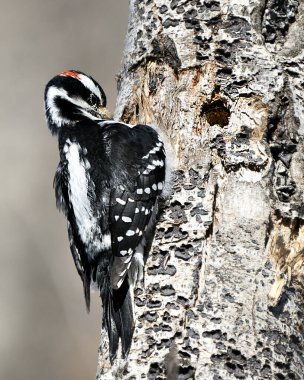 Ağaçkakan erkek yakından profil görüntüsü ağaçta bir delik açıyor ve çevresindeki tüylü tüyleri ve bulanık bir arka planı gösteriyor. Görüntü. Görüntü. Portre. 
