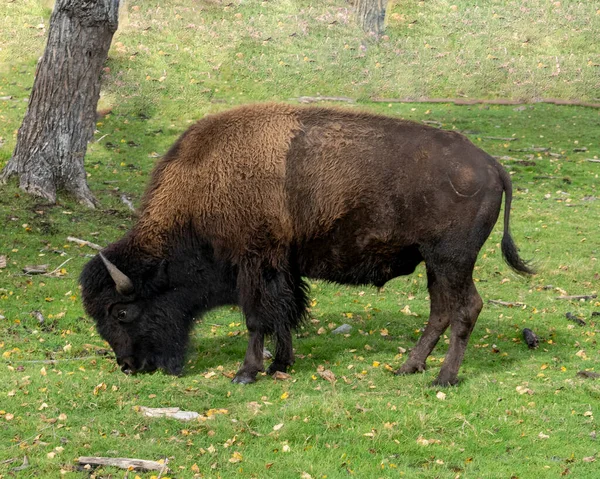Vue Rapprochée Bison Marchant Butinant Sur Terrain Avec Arrière Plan — Photo