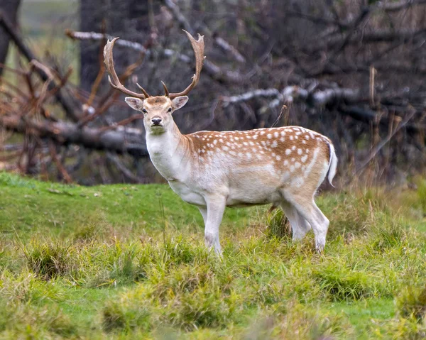 Damhirsch Nahaufnahme Profil Seitenansicht Blick Auf Kamera Feld Mit Einem — Stockfoto