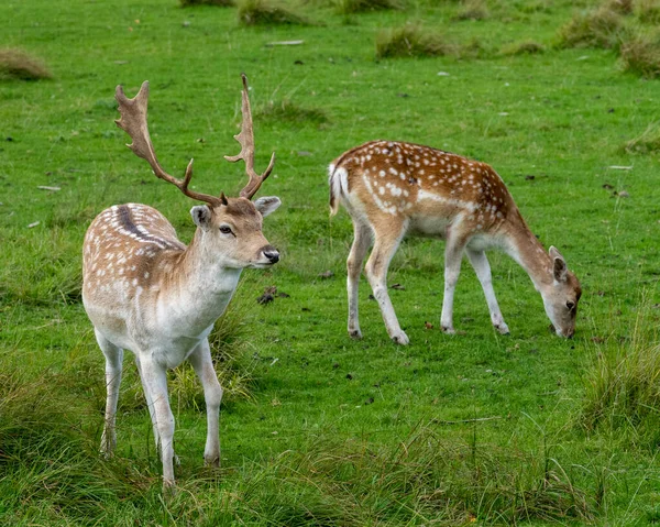 stock image Deer Fallow male and female foraging in the field in their environment and habitat surrounding. Fallow Deer Picture.