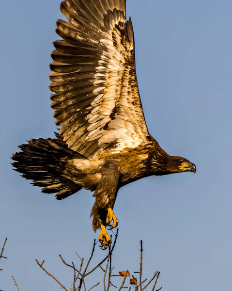 Águia Calva Juvenil Voando Com Fundo Azul Céu Seu Ambiente — Fotografia de Stock