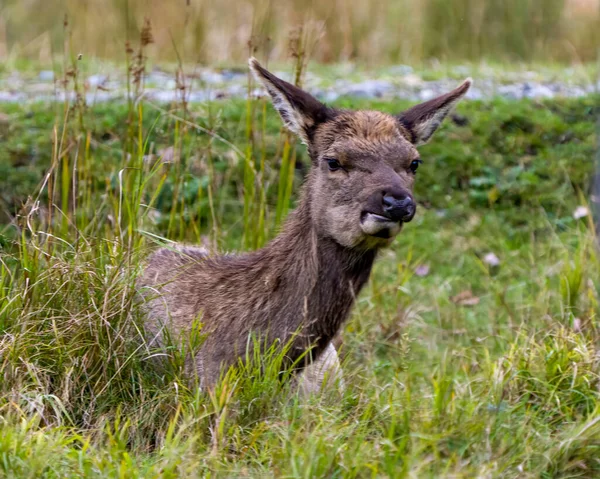 Jeune Wapiti Animal Reposant Dans Champ Avec Fond Herbe Premier — Photo