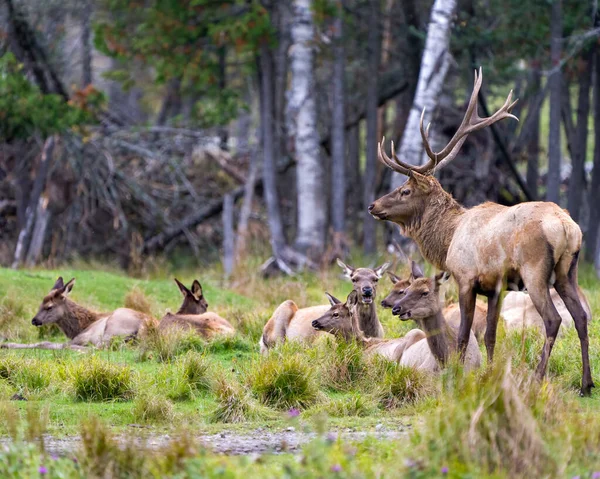 Elk Buck Guardando Seu Rebanho Vacas Alce Com Fundo Floresta — Fotografia de Stock