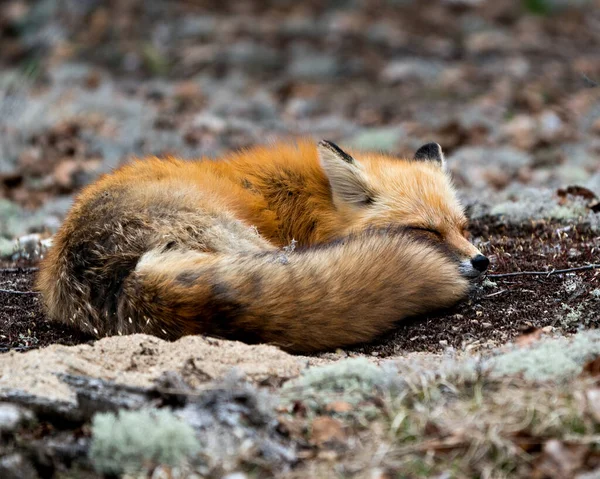 Rotfuchs Schlafend Auf Weißem Moos Mit Verschwommenem Hintergrund Frühling Der — Stockfoto