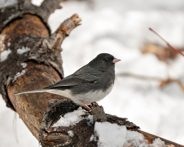 Junco Pássaro Fêmea Empoleirado Ramo Exibindo Plumagem Pena Cinza Cabeça — Fotografia de Stock