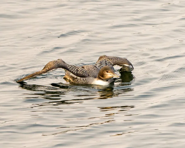 Les Jeunes Oiseaux Immatures Plongeon Huard Nageant Dans Son Environnement — Photo