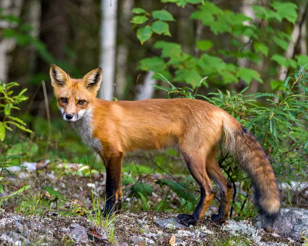 Widok Boczny Profilu Red Fox Rozmytym Lasem Brzozami Tło Otoczeniu — Zdjęcie stockowe