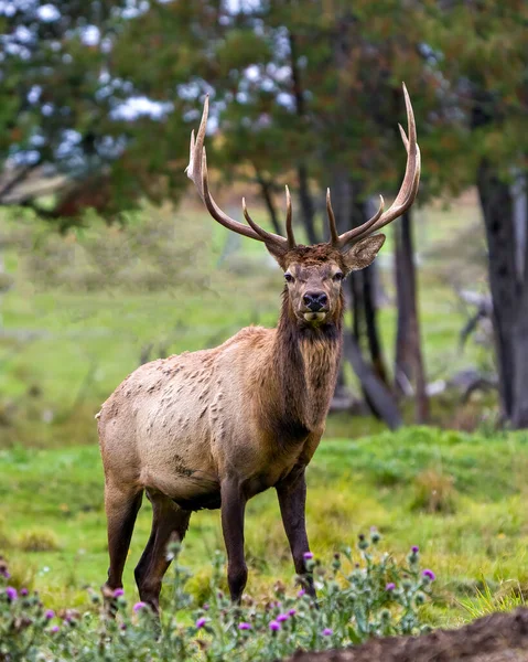 Macho Alce Caminando Campo Con Fondo Bosque Borroso Envidia Hábitat — Foto de Stock