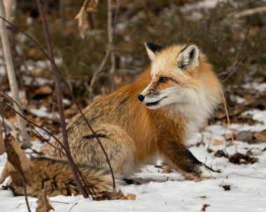 İlkbahar mevsiminde çevresindeki ve arka planındaki bulanık doğal ortamında kırmızı eşsiz tilki profili yan görüntüsü. Fox Image 'da. Görüntü. Portre. Fotoğraf. Eşsiz Tilki.