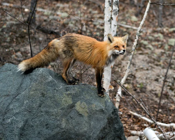 Rotfuchs Großaufnahme Der Auf Einem Großen Felsen Steht Und Die — Stockfoto