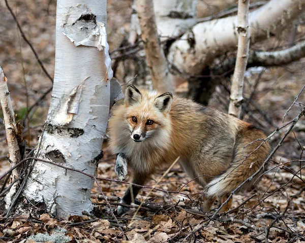 红色独特的狐狸特写在它的环境和栖息地 背景模糊的桦树 有白色的爪子 独特的脸 浓密的尾巴 福克斯形象 独一无二的狐狸 — 图库照片