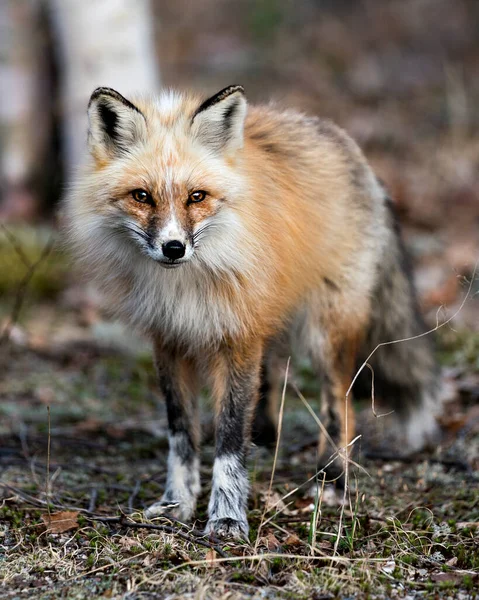 Red Unique Fox Close Profile Front View Looking Camera Spring — Stock Photo, Image