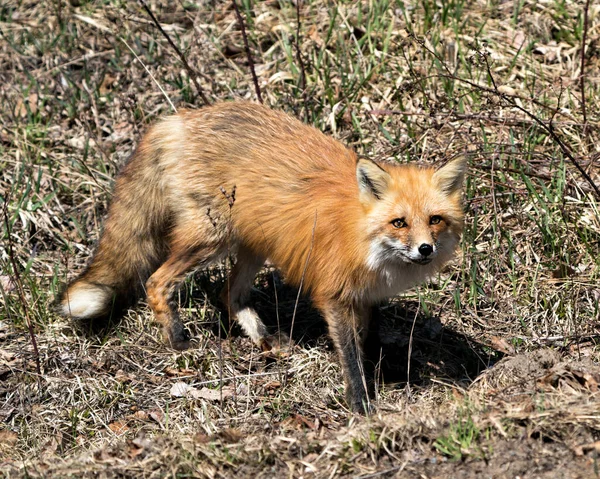 春の赤いキツネのクローズアッププロフィールビューでは カメラを見て キツネの尾 その環境や葉の背景がぼやけて生息地を表示します フォックス画像 写真だ 肖像画 — ストック写真