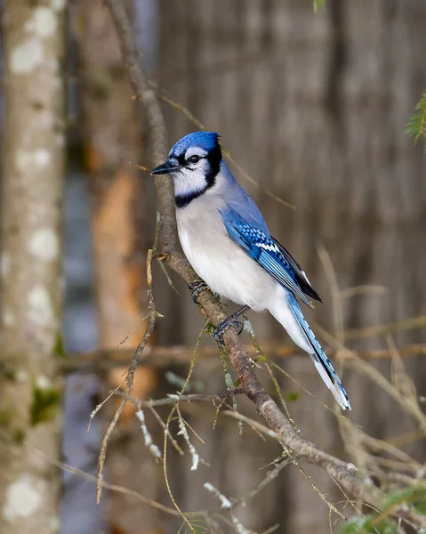 Burung Jay Biru Dekat Bertengger Cabang Dengan Latar Belakang Hutan — Stok Foto