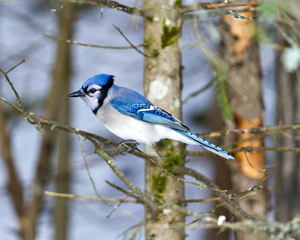 Blue Jay Bird Close Perched Branch Blur Forest Background Forest — Stock Photo, Image
