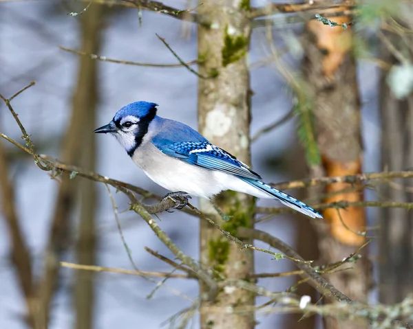 Blue Jay Vogel Aus Nächster Nähe Hockt Auf Einem Ast — Stockfoto