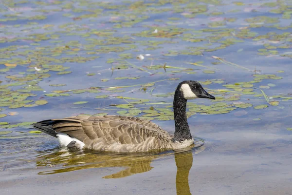 Canada Ganzen Zwemmen Omgeving Omgeving Met Wazig Water Water Lelie — Stockfoto