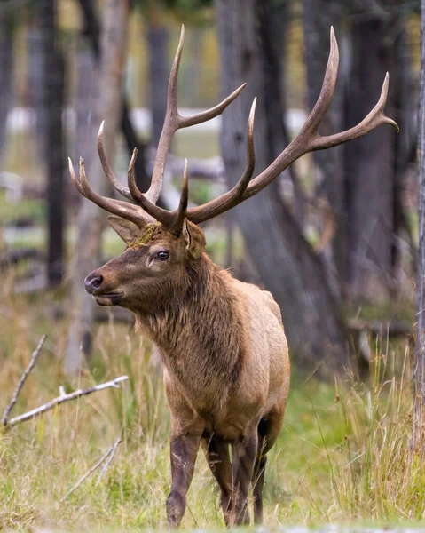 Elk Mâle Taureau Gros Plan Vue Face Dans Forêt Regardant — Photo