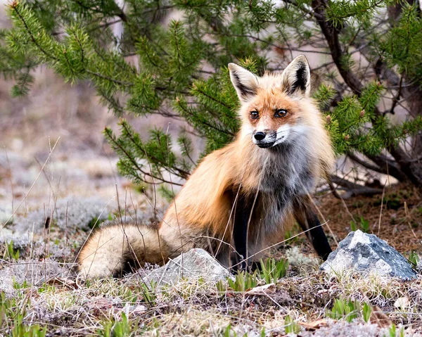 Red Fox Close Profilo Vista Seduta Con Fondo Rami Abete — Foto Stock