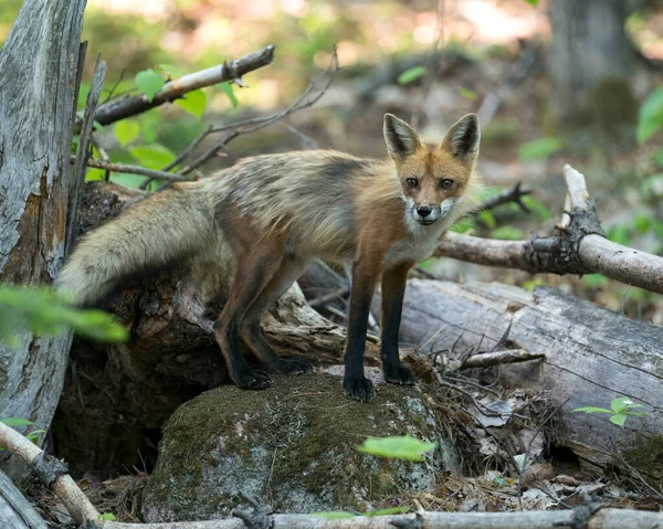 Red Fox Stojący Skale Mchu Lesie Rozmytym Tłem Patrzący Kamerę — Zdjęcie stockowe