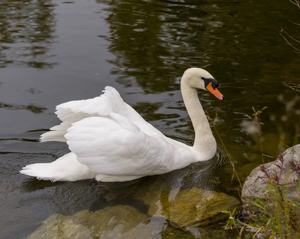 Zwaan Mute Vogel Zwemmen Met Uitgespreide Witte Vleugels Met Water — Stockfoto