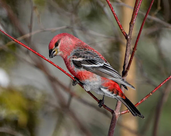 Pine Grosbeak Close Vista Empoleirada Ramo Vermelho Com Fundo Borrão — Fotografia de Stock