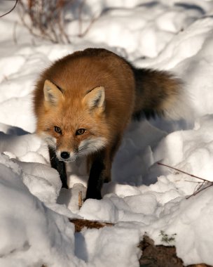 Kızıl tilki yakın plan, kış mevsiminde kendi ortamında ve doğal ortamında, bulanık kar arka planında tüylü tilki kuyruğu ve kürkü sergiliyor. Görüntü. Görüntü. Portre. Fox Stok Fotoğrafı.