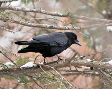 Kuzgun kuş, bulanık orman arka planına sahip bir ağaç dalına tünemiş. Kış mevsiminde ve ortamında siyah tüy tüyleri sergiliyor. Crow Fotoğraf ve Görüntü.