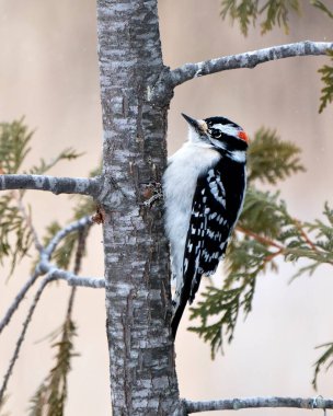Ağaçkakan yakından profil görüntüsü ağaç gövdesine tırmanıyor ve çevresindeki tüyleri ve arka plandaki bulanık yaşam alanını gösteriyor. Görüntü. Görüntü. Portre. Fotoğraf..