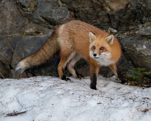 Rode Vos Close Profiel Zijaanzicht Het Winterseizoen Zijn Omgeving Habitat — Stockfoto