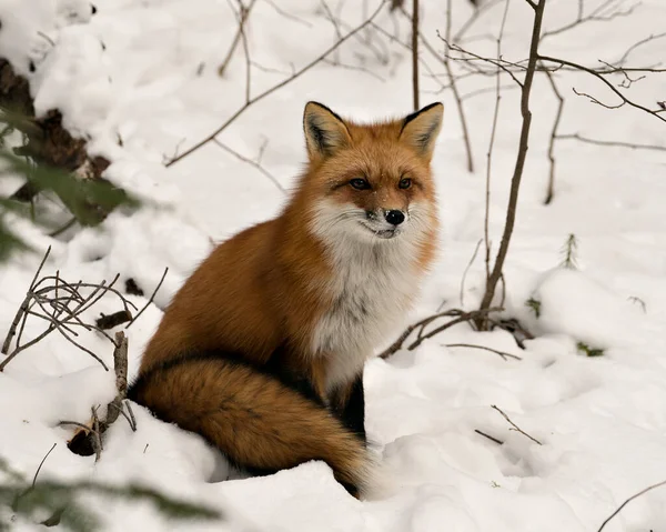 冬の雪の上に座っている赤いキツネのクローズアップその環境と雪の背景を持つ生息地は 忙しいキツネの尾 毛皮を表示します フォックス画像 写真だ 肖像画 レッドフォックスの写真 — ストック写真