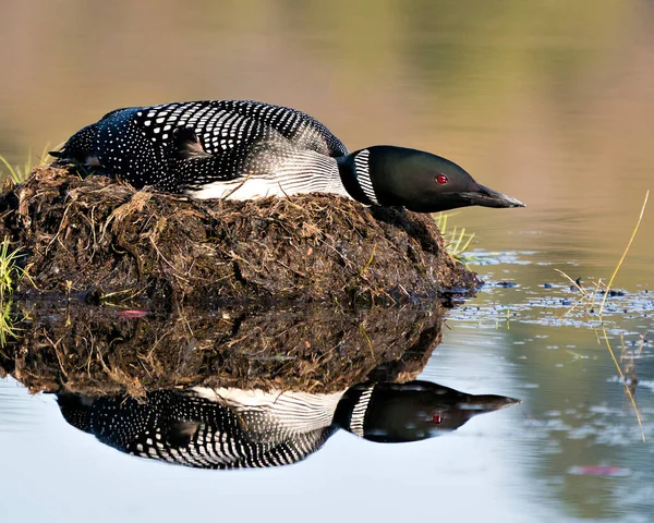 호숫가에 과물로 둥지를 과검은 깃털이나 반사되어 푸르른 두르고 Loon Nest — 스톡 사진