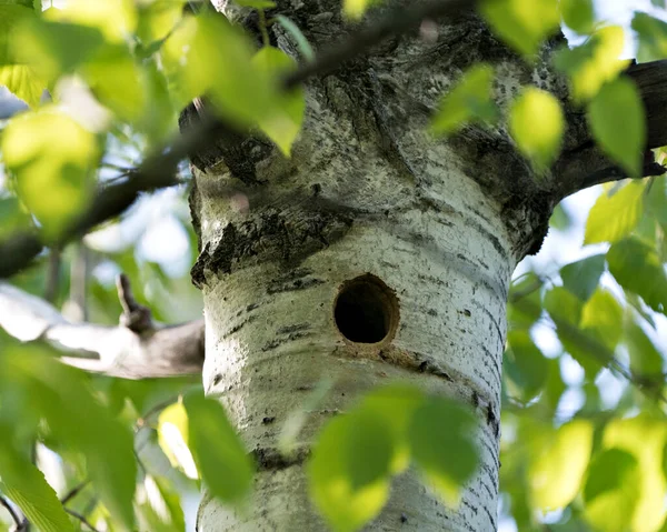 stock image Woodpecker nest house hole inside tree trunk in its environment and habitat. Image. Picture. Portrait.