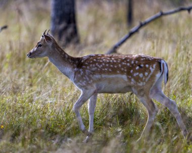 Çevresindeki çim ve ağaçların arka planında ve boynuzlarını gösteren doğal yaşam alanının çevresindeki çim ve ağaçlarla karabasan geyiği yakından görüntüsü. Geyik Resmi.