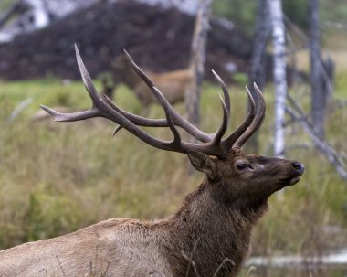 Geyik boynuzlu hayvanın kafasından, çevresi ve yaşam alanı çevresinde bulanık bir orman arka planıyla yakın plan görüntüsü. Av mevsimi. 