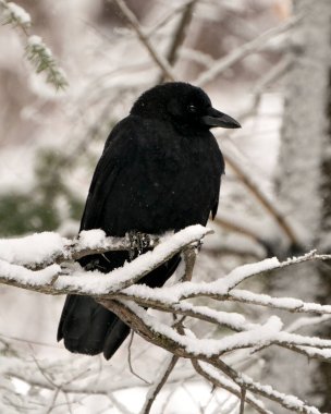 Kuzgun kuş, karlı bir dala tünemiş ve kara tüylerinin üzerine kar yağan bulanık bir orman arka planına sahipti. Çevresinin ve yaşam alanının tadını çıkarıyordu..