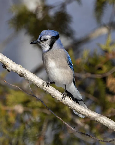 Blue Jay Ptak Siedzący Gałęzi Rozmytym Tle Swoim Otoczeniu Siedlisku — Zdjęcie stockowe