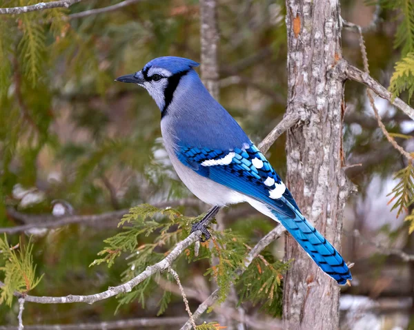 Blue Jay Aus Nächster Nähe Thront Auf Einem Zedernzweig Mit — Stockfoto