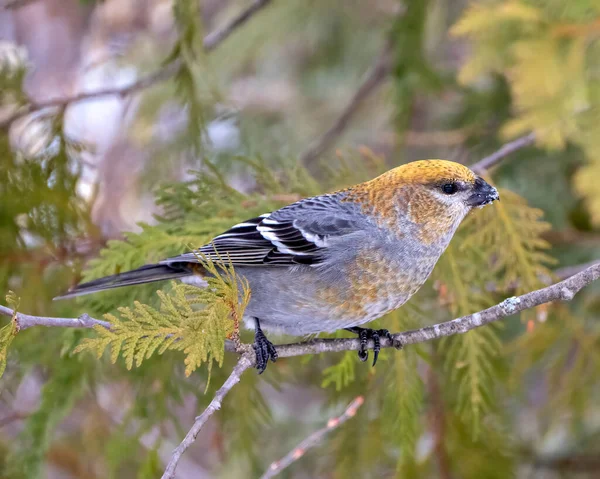 Pine Grosbeak Vista Perfil Close Feminino Empoleirado Ramo Cedro Com — Fotografia de Stock