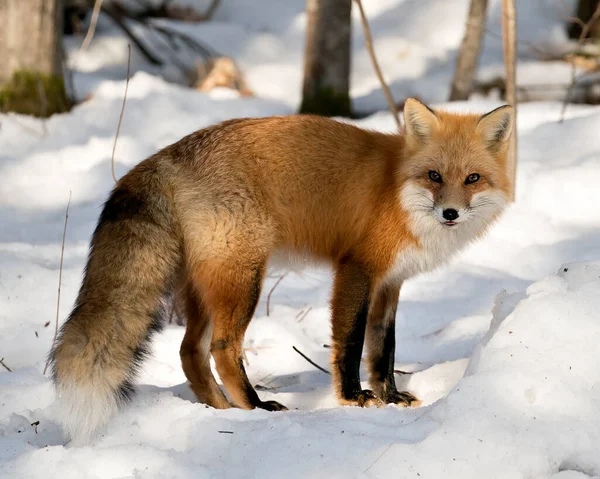 Red Fox Primo Piano Guardando Fotocamera Nella Stagione Invernale Nel — Foto Stock