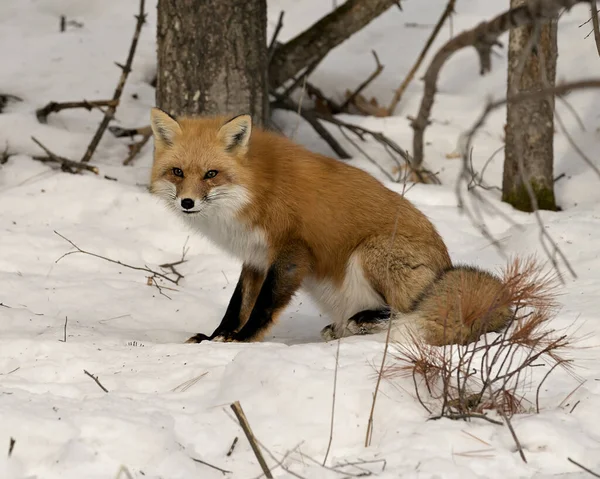 Red Fox Close Profile Side View Sitting Snow Its Environment — стоковое фото