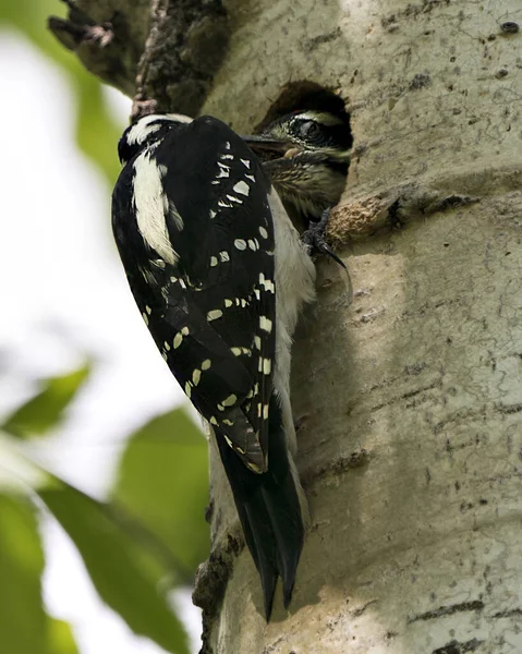 啄木鸟栖息在鸟巢里喂小鸟 享受它们的环境和栖息地 — 图库照片